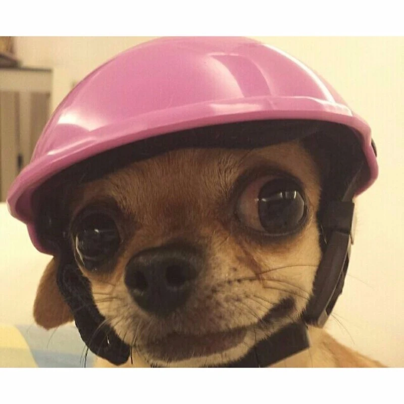 Title 21, Pet toy helmet Keep your pet safe while playing...