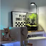 Transparent Color Wooden Base
