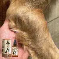 Title 1, Cuidado articular com veneno de abelha para cãe...