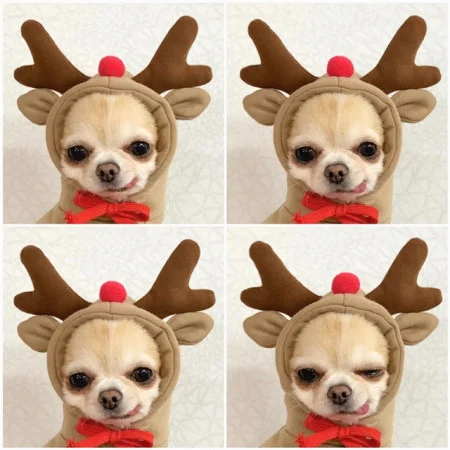 Title 3, White Carrot Fleece Hooded Sweater for Puppy Do...