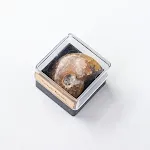 Fossil conch