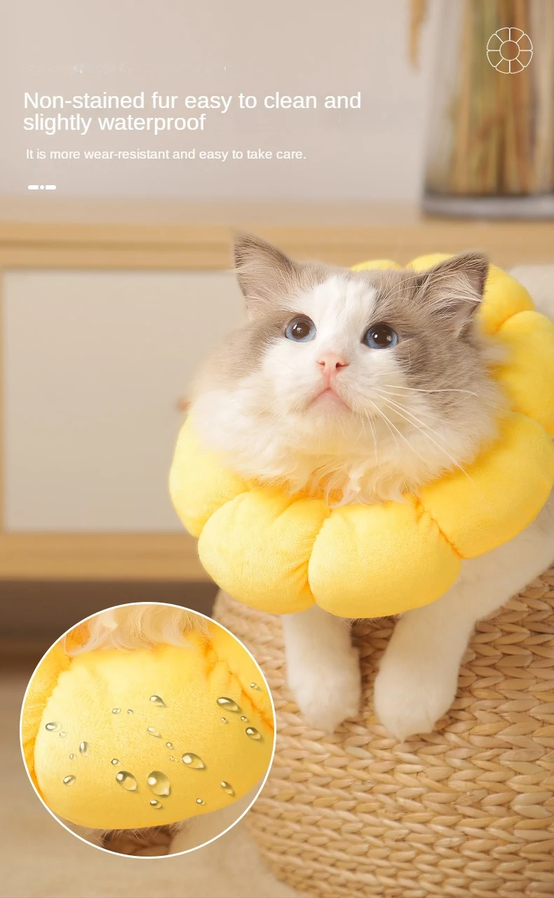 Title 6, Cat Sunflower Elizabeth Cotton Neck Sterilizati...