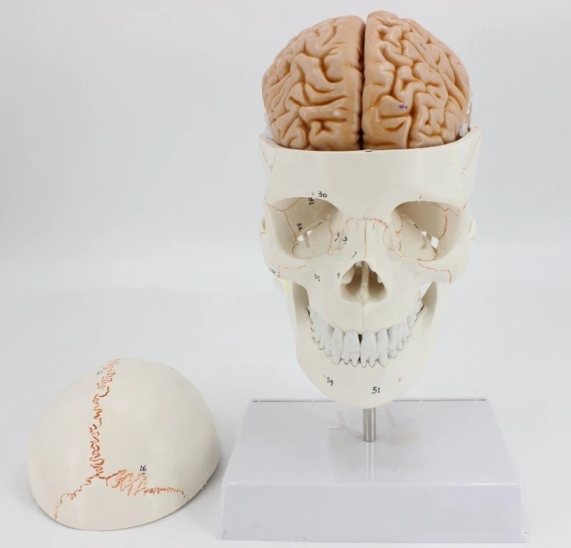 Human Skull Model Bone Suture Skull With Cervical Spine Model for detailed anatomical study and effective learning. Perf — photo 4