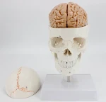 Human Skull Model Bone Suture Skull With Cervical Spine Model for detailed anatomical study and effective learning. Perf — photo 4