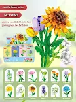 Calliopsis