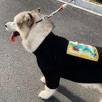 XXXL