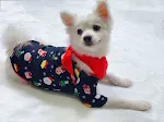 Dog M