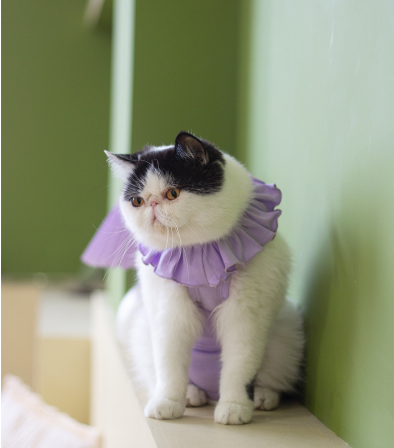 Title 7, Summer Thin Female Cat Sterilization Suit Pet C...