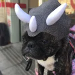 Pet Triceratops Dinosaur Hat for Dogs and Cats Transform your pet into a cute dino! Fun headgear, costume, and transform — photo 5