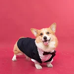 Pet Dog Suit Swallowtail Dress Shirt – Dress your dog in style. Perfect for special occasions, this elegant and comforta — photo 2