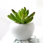 Succulent
