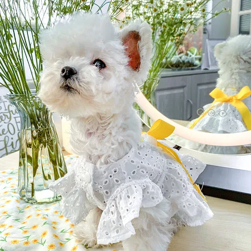Title 2, New Pet Dog Clothes Daisy Flower Skirt Hollow B...