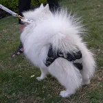 Large Female Dog Menstrual Pants — photo 9