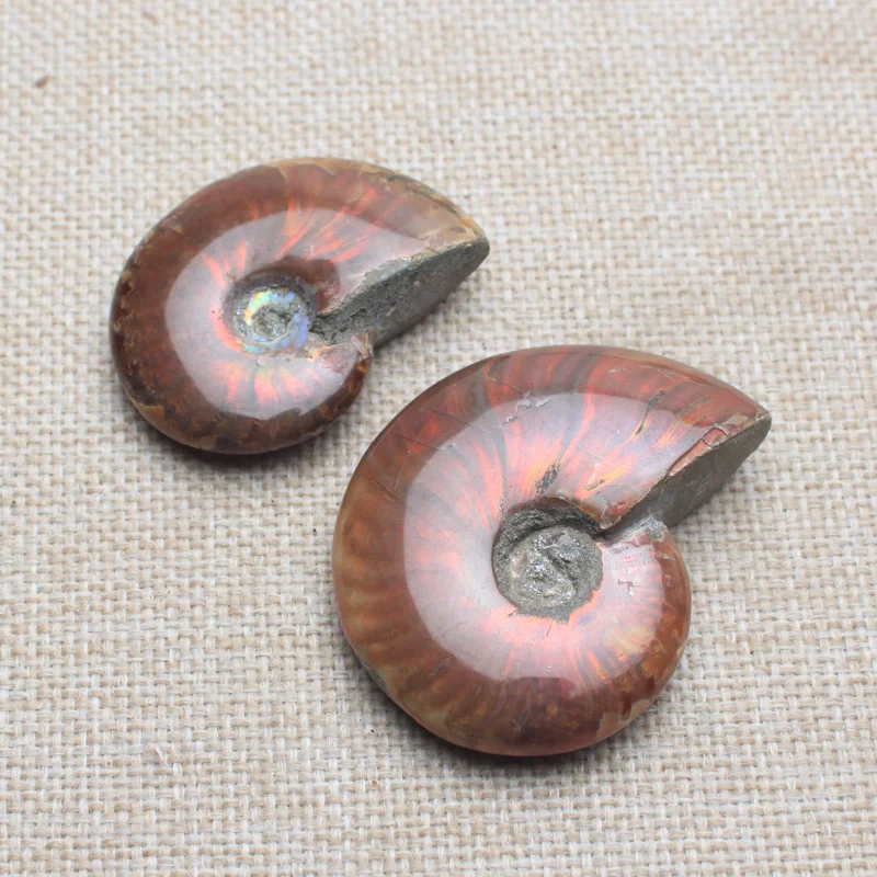Enfeites de Concha de Caracol Manchadas Naturais Espécimes de Ore Conch Minerais de Rocha Jade Bruta para Decoração Artesanato — foto 3