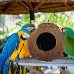 Bird Cage Coconut Shell Nest Birds House Toy Biting Small Parrot Plaything Pet Sleeping Natural — photo 2