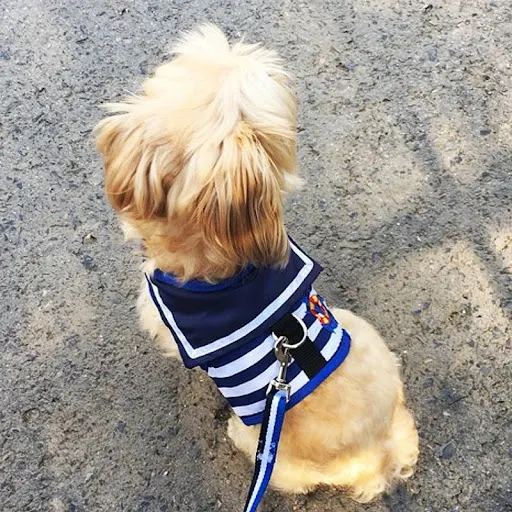 Title 2, Correa de tracción para perros con arnés de pecho