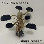 16-20cm 6 heads