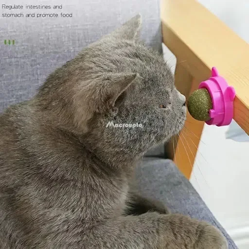 Natural Ball Removal Cats Catnip Cat Toy Cat Grass Treats to Improve Digestion Wall Sticker Scratch Itchy Treat Healthy — photo 5