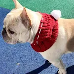 Funny woolen hat for pets to keep them warm in winter. A cozy and stylish way to protect your furry friend from the cold — photo 2