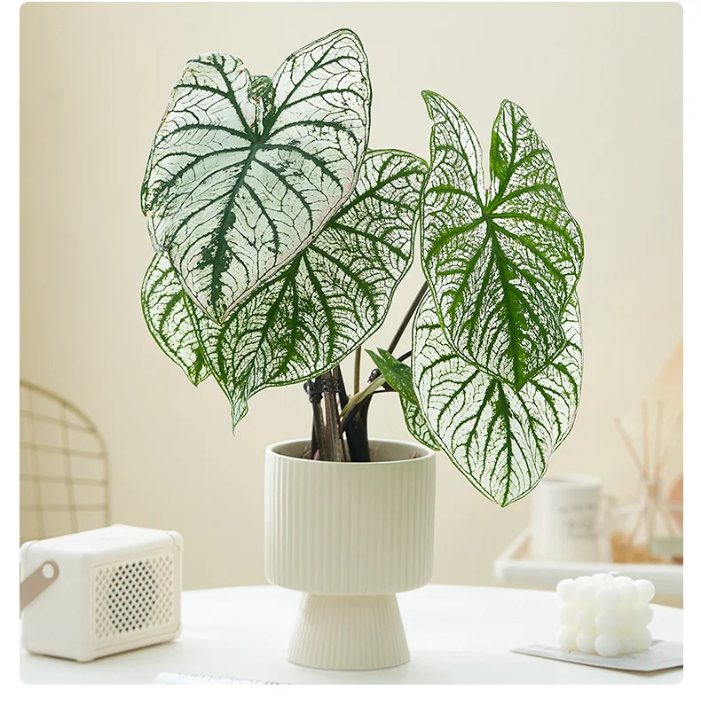 product image - 8