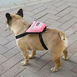 Pet Dog Outdoor Travel Backpack Carry Your Dog Comfortably Perfect for Adventures Hiking and Day Trips Secure and Functi — photo 7