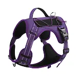 Dark Violet