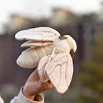 Pelúcia de mariposa branca macia. Brinquedo de inseto de pelúcia adorável para crianças. Presente fofo e aconchegante para todas as idades. Ideal para abraçar. — foto 4