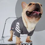 Dog Sweater Warm Knit Sweater Pet Clothing Small and Medium-sized Dogs Two-legged Clothes Winter Comfort and Style for Y — photo 5