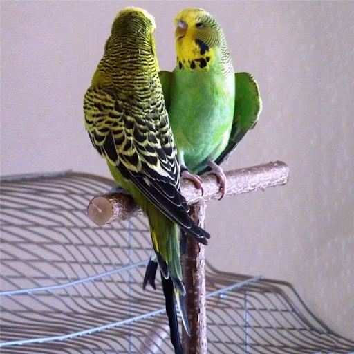Parrot T-shaped Swing Frame Bird Toys Pine Parrots Swing Hanging Rack Secure Parrot Toy Pet Supplies Bird Accessories — photo 5