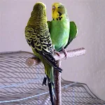 Parrot T-shaped Swing Frame Bird Toys Pine Parrots Swing Hanging Rack Secure Parrot Toy Pet Supplies Bird Accessories — photo 5
