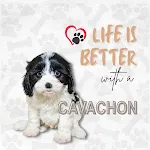 Cavachon