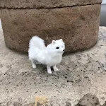 Imitation wool Samoye