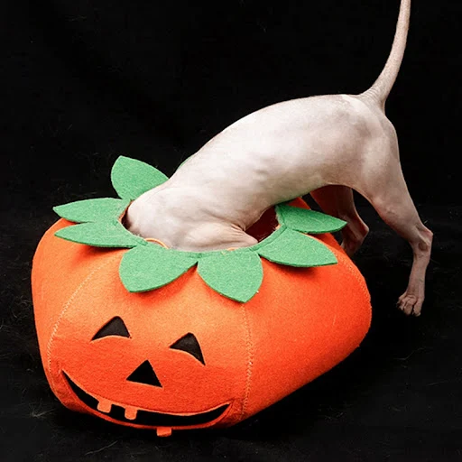 Title 3, Pet Halloween Pumpkin Collars Cute Cosplay Acce...