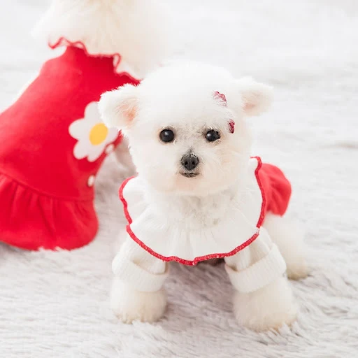 Title 3, Flower Skirt Pet Clothes