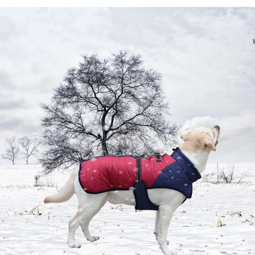 Title 8, Autumn And Winter Thick Warm Dog Coat. Keep you...