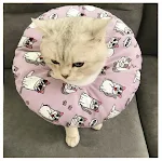 Waterproof Pet Headgear for Post-Surgery, Sterilization Protection, Bite, Lick, and Scratch Resistance. — photo 4
