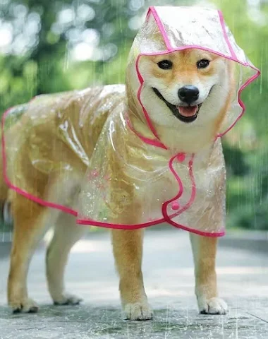 Image product - 0