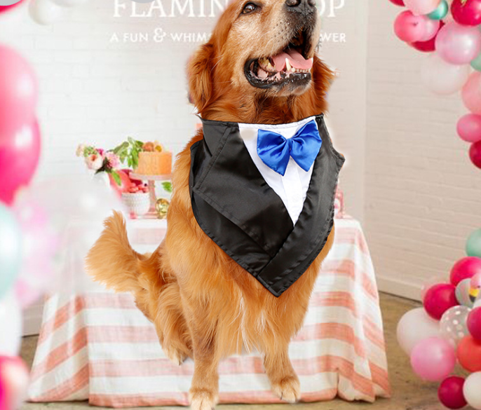 Wedding tuxedo triangle scarf for big dogs with golden hair, handsome pet accessory for ancient animals, a stylish scarf — photo 3