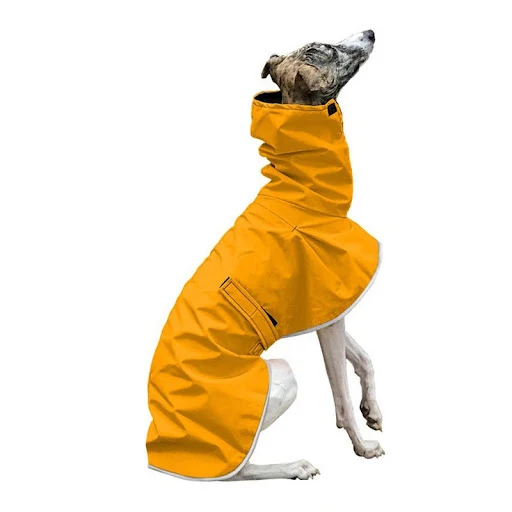 Title 3, Wish belt pet clothing, four-legged, multi-colo...