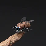 miniatures image - 8