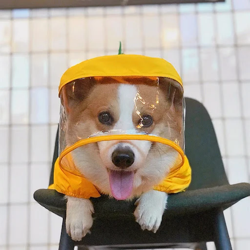 Title 4, Adorable dinosaur pet raincoat, keeps your dog ...