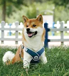 Adjustable dog harness and cat harness vest for small, large dogs and cats, reflective mesh puppy chest strap, safe dog — photo 8