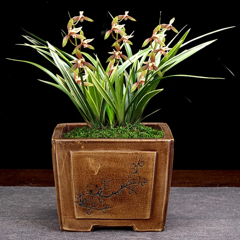 Minimalist Creative Porcelain Small Flower Pot for Orchid, Grass, and Succulent plants. Enhance your home decor with thi — photo 14