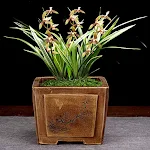 Minimalist Creative Porcelain Small Flower Pot for Orchid, Grass, and Succulent plants. Enhance your home decor with thi — photo 14