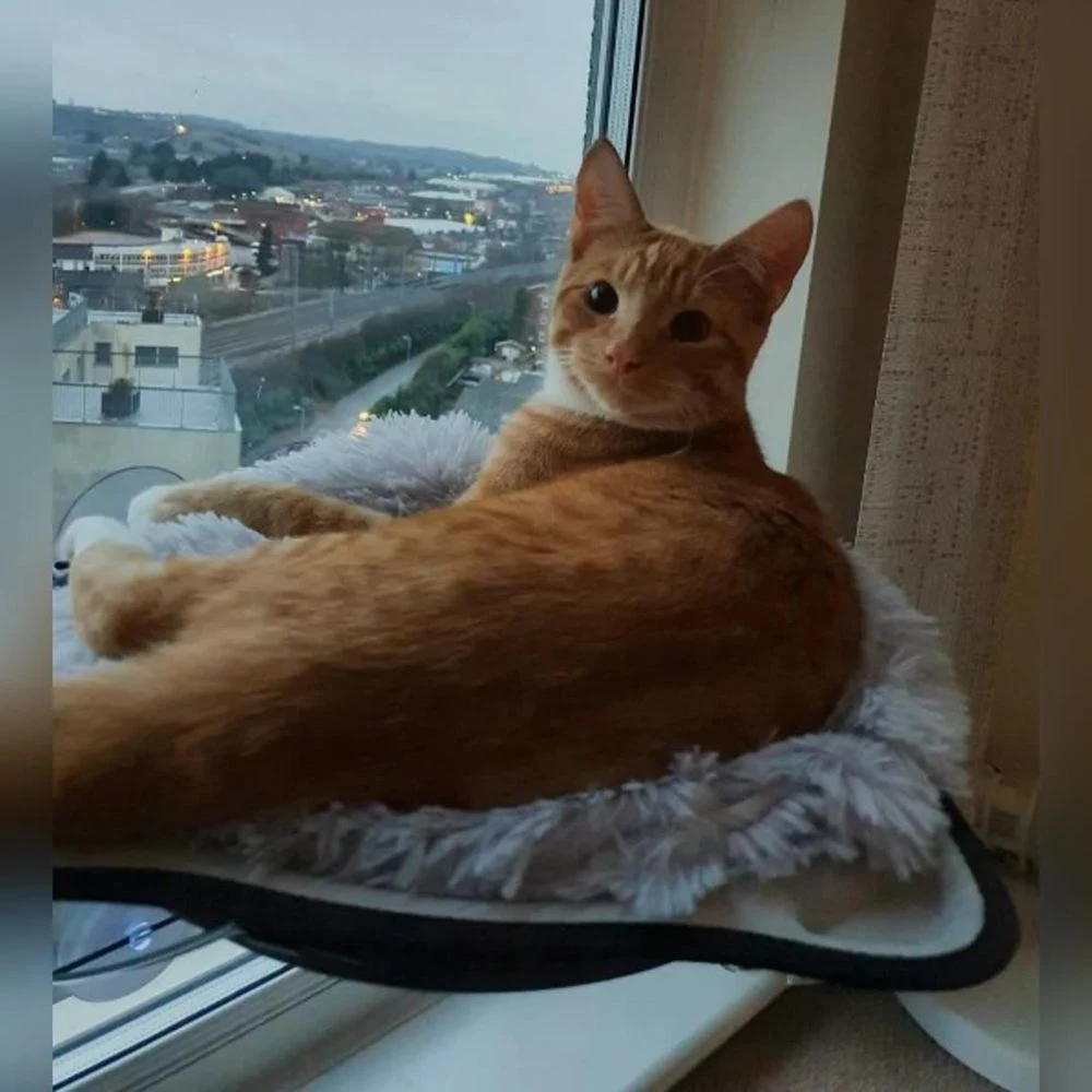 Title 9, Long Plush Ultra Soft Small Medium Large Pet Ho...