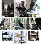 Cama para gatos hamaca para gatos removible y lavable con ventosas súper fuertes cojín para gatos alféizar ventana arenero — foto 7