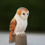 Barn owl