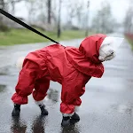 Teddy Dog Raincoat Four-legged Waterproof All-inclusive Protection Keeps Your Pup Dry and Comfortable Perfect for Rainy — photo 3