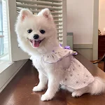 Pet Love Çiçekli Pamuklu Köpek Elbisesi. Rahat ve şık. Yürüyüşler ve fotoğraflar için ideal. Evcil hayvanınızın parlamasını sağlayın! — Fotoğraf 37