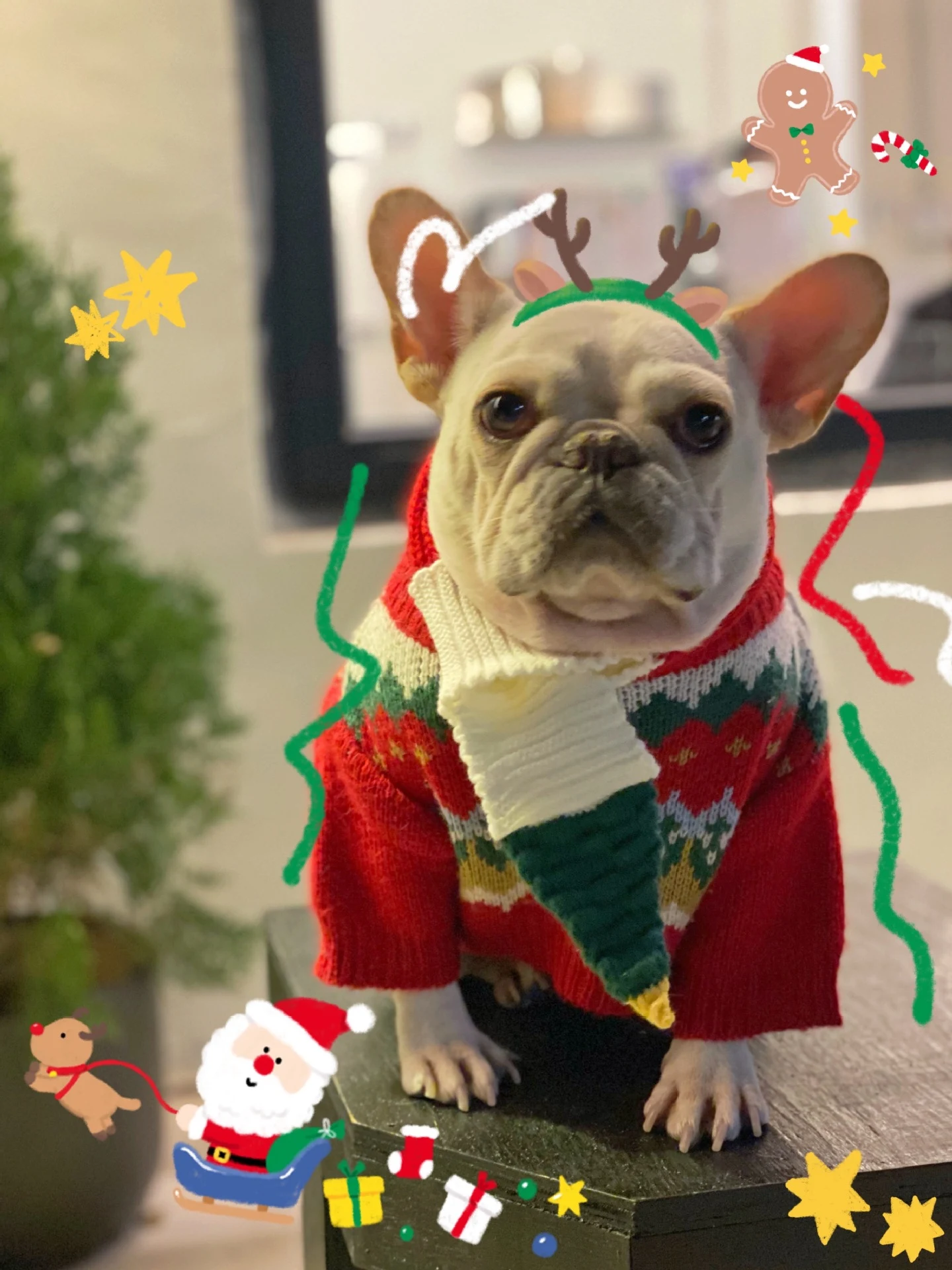 Pet Christmas Sweater Dog Cat Fight Festive Fun and Warmth Adorable Holiday Outfit Comfortable and Cozy Perfect for Phot — photo 4